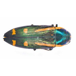 BUPRESTIS CATOXANTHA